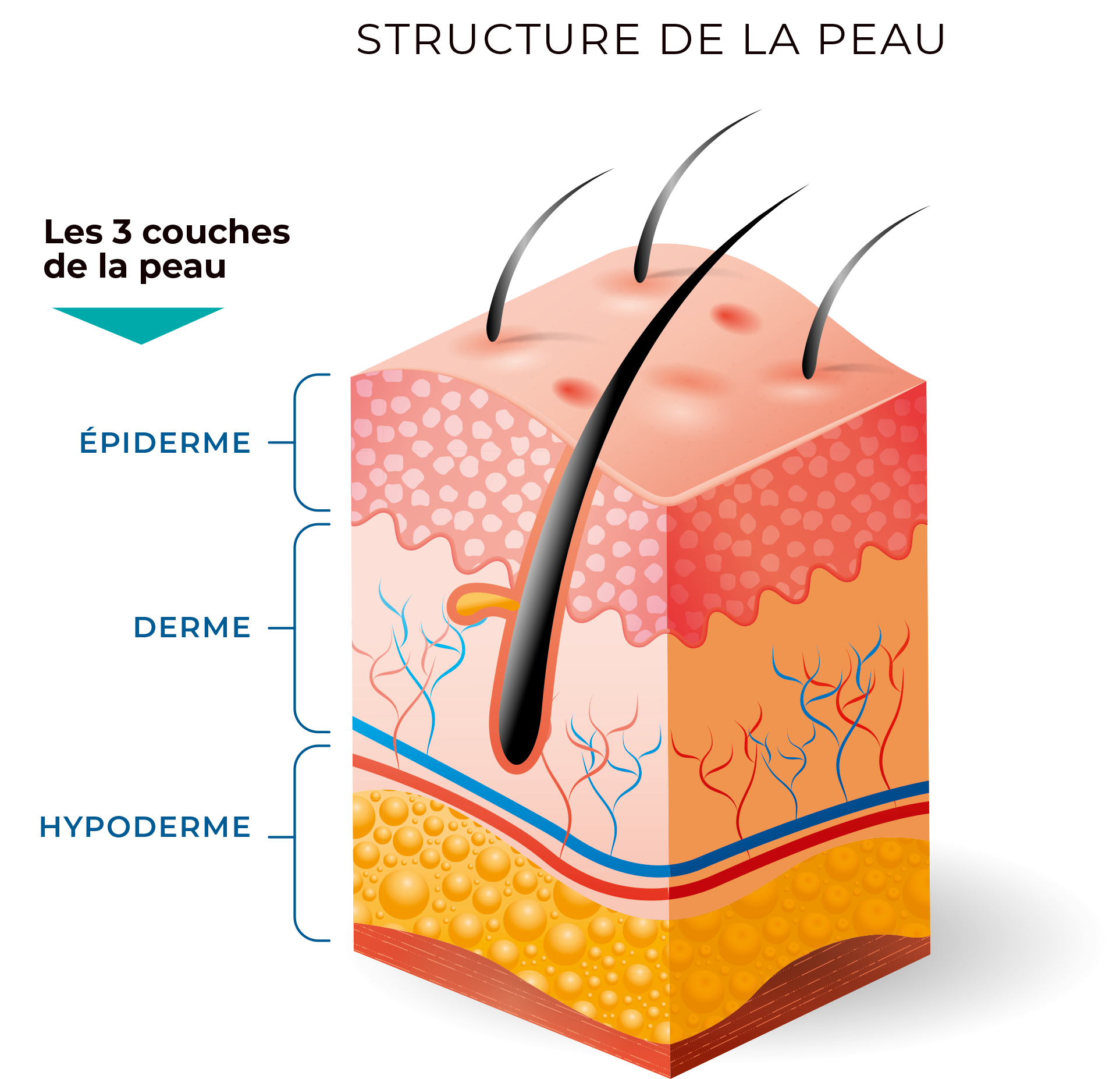 structure de la peau