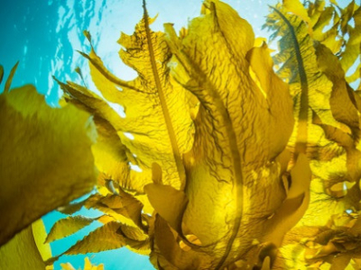 Les algues : super-aliments de l'océan et leurs rôles clefs pour notre organisme